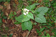 Scutellaria wightiana